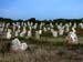 carnac_sito2_02